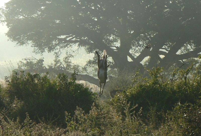 JAR 369_gaz.JPG - Ranní rozvička Impal. Impaly se nebojí pohybovat se v těsné blízkosti lva, neboť jsou schopny skočit až 11 metrů do dálky nebo 3 metry do výšky. Zde nám předvedly menší ukázku.